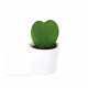 Plante Hoya cœur personnalisée en pot céramique ou terre cuite – Cadeau d’entreprise durable BCM Goodies