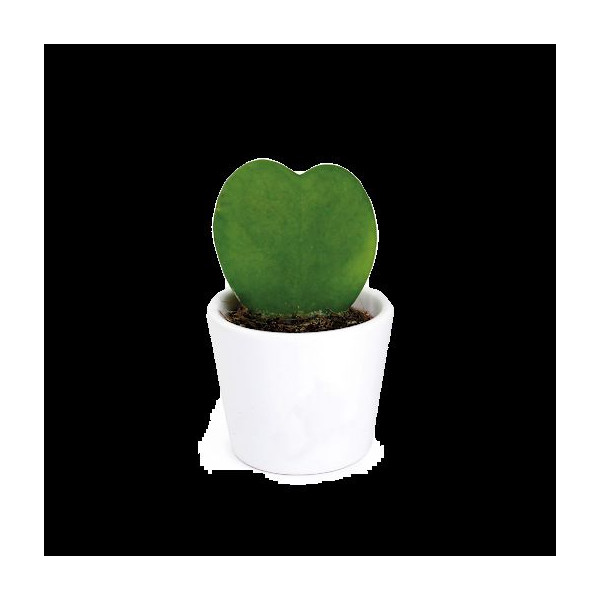 Plante Hoya cœur personnalisée en pot céramique ou terre cuite – Cadeau d’entreprise durable BCM Goodies