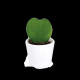 Plante Hoya cœur personnalisée en pot céramique ou terre cuite – Cadeau d’entreprise durable BCM Goodies