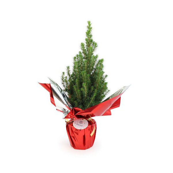 Sapin de Noël personnalisé en pot avec étiquette – Cadeau d’entreprise original pour les fêtes
