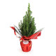 Sapin de Noël personnalisé en pot avec étiquette – Cadeau d’entreprise original pour les fêtes