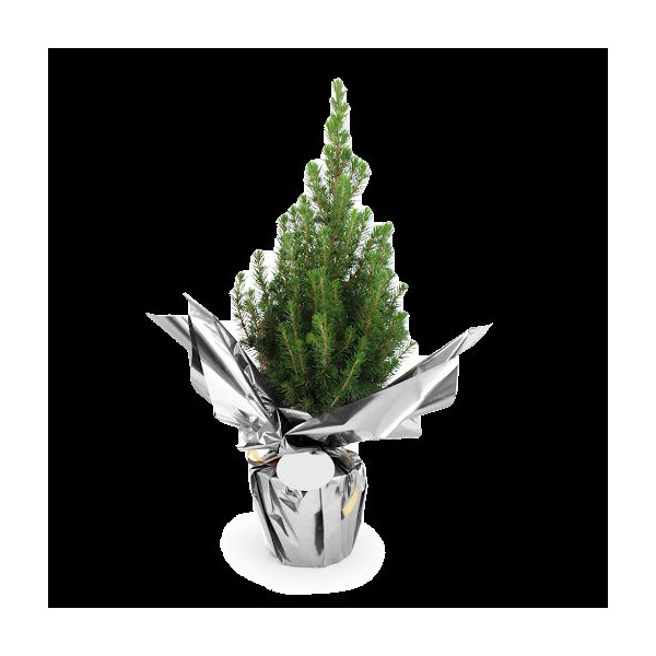 Sapin de Noël personnalisé en pot avec étiquette – Cadeau d’entreprise original pour les fêtes