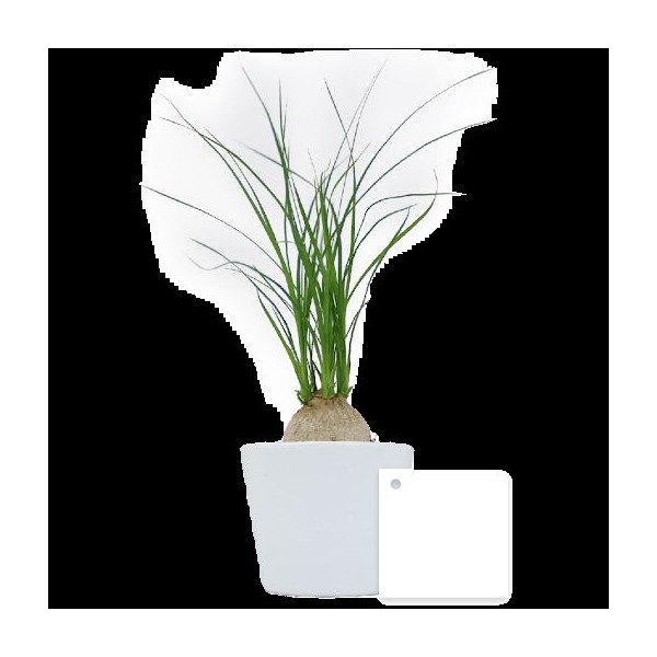 Ficus Ginseng pot Ø7 cm personnalisé – Cadeau d’entreprise végétal pour communication B2B