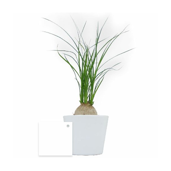 Ficus Ginseng pot Ø7 cm personnalisé – Cadeau d’entreprise végétal pour communication B2B