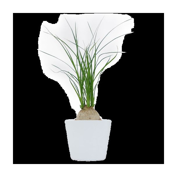 Ficus Ginseng pot Ø7 cm personnalisé – Cadeau d’entreprise végétal pour communication B2B