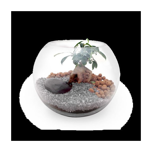 Kit Terrarium DIY Grand modèle pour entreprises – Cadeau d’entreprise éco-responsable personnalisé – BCM Goodies