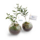 Globe arbre personnalisé Idée Nature – Cadeau d’entreprise écologique made in France – Marquage sur étiquette pour communication