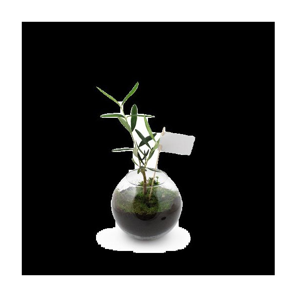 Globe arbre personnalisé Idée Nature – Cadeau d’entreprise écologique made in France – Marquage sur étiquette pour communication