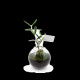 Globe arbre personnalisé Idée Nature – Cadeau d’entreprise écologique made in France – Marquage sur étiquette pour communication