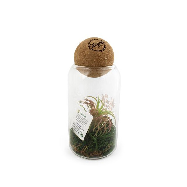 Terrarium boule liège Tillandsia personnalisable – Objet publicitaire écologique pour entreprises et welcome packs