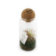 Terrarium boule liège Tillandsia personnalisable – Objet publicitaire écologique pour entreprises et welcome packs