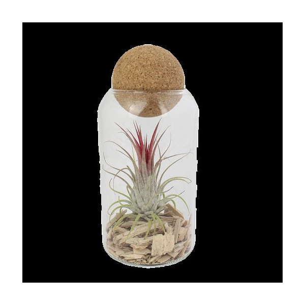 Terrarium boule liège Tillandsia personnalisable – Objet publicitaire écologique pour entreprises et welcome packs