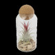Terrarium boule liège Tillandsia personnalisable – Objet publicitaire écologique pour entreprises et welcome packs
