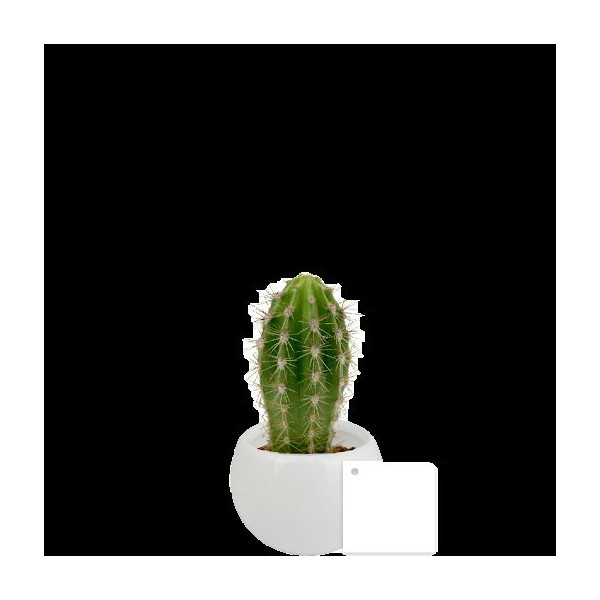 Plante en pot céramique aimanté personnalisable – Cadeau d’entreprise et objet publicitaire B2B