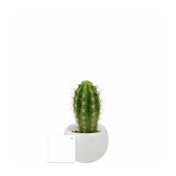 Plante en pot céramique aimanté personnalisable – Cadeau d’entreprise et objet publicitaire B2B