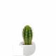 Plante en pot céramique aimanté personnalisable – Cadeau d’entreprise et objet publicitaire B2B