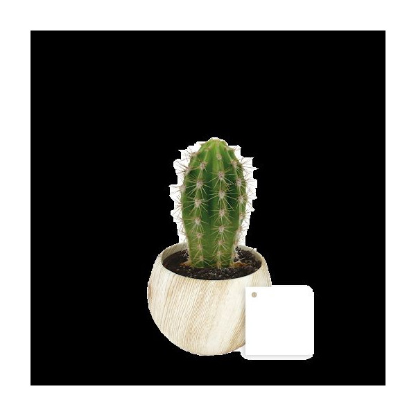 Plante en pot céramique aimanté effet bois personnalisable – Objet publicitaire écoresponsable pour communication d’entreprise