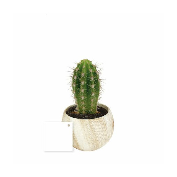 Plante en pot céramique aimanté effet bois personnalisable – Objet publicitaire écoresponsable pour communication d’entreprise