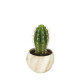 Plante en pot céramique aimanté effet bois personnalisable – Objet publicitaire écoresponsable pour communication d’entreprise