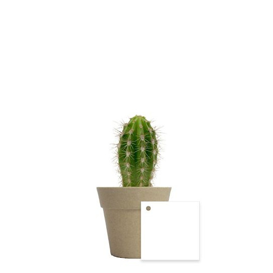 Plante en pot bambou Ø7 cm personnalisable – Cadeau d’entreprise écologique BCM Goodies