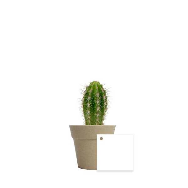 Plante en pot bambou Ø7 cm personnalisable – Cadeau d’entreprise écologique BCM Goodies