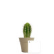 Plante en pot bambou Ø7 cm personnalisable – Cadeau d’entreprise écologique BCM Goodies
