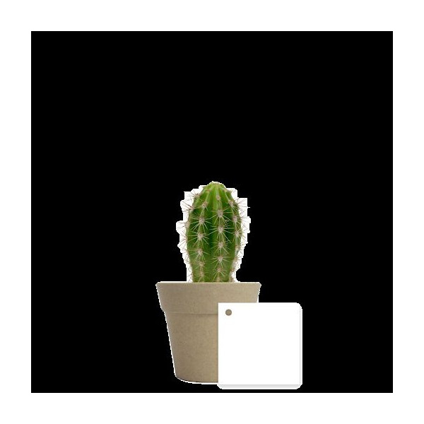 Plante en pot bambou Ø7 cm personnalisable – Cadeau d’entreprise écologique BCM Goodies