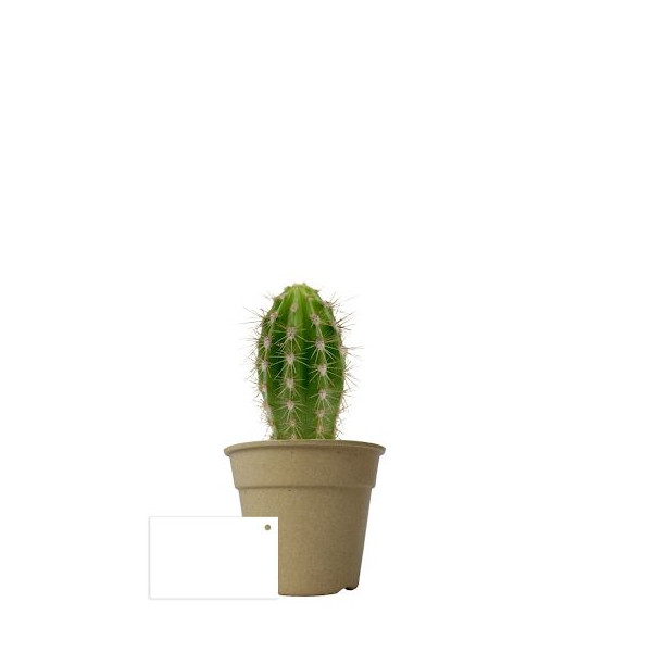 Plante en pot bambou Ø7 cm personnalisable – Cadeau d’entreprise écologique BCM Goodies