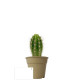 Plante en pot bambou Ø7 cm personnalisable – Cadeau d’entreprise écologique BCM Goodies