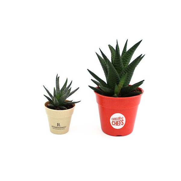 Plante pot bambou Ø7 cm 