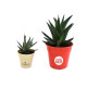Plante pot bambou Ø7 cm 