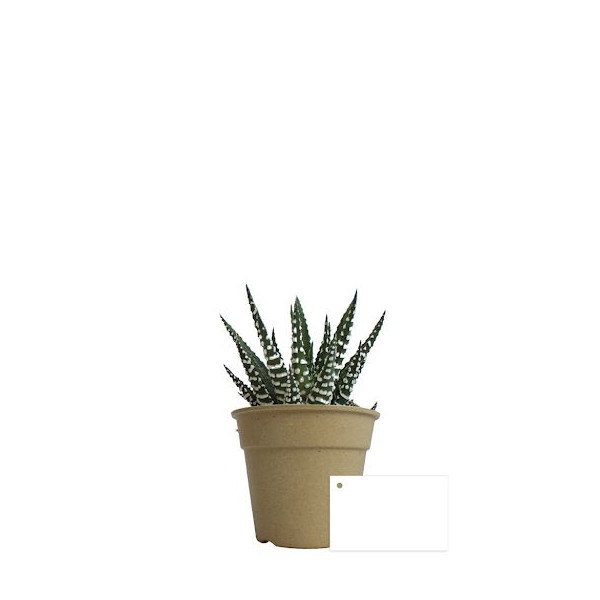 Plante pot bambou Ø7 cm 