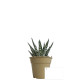 Plante pot bambou Ø7 cm 