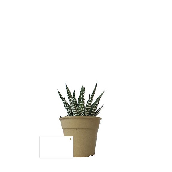 Plante pot bambou Ø7 cm 