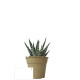 Plante pot bambou Ø7 cm 