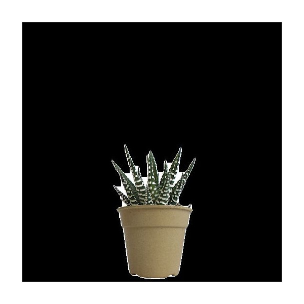Plante pot bambou Ø7 cm 