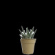Plante pot bambou Ø7 cm 