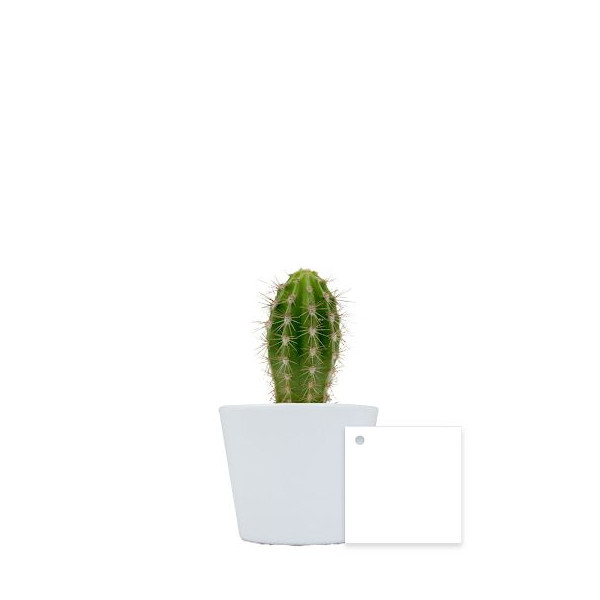 Plante en pot céramique personnalisable Ø7 cm – Goodies d’entreprise pour communication et accueil collaborateurs