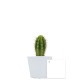 Plante en pot céramique personnalisable Ø7 cm – Goodies d’entreprise pour communication et accueil collaborateurs