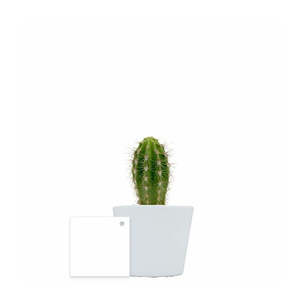 Plante en pot céramique personnalisable Ø7 cm – Goodies d’entreprise pour communication et accueil collaborateurs