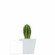 Plante en pot céramique personnalisable Ø7 cm – Goodies d’entreprise pour communication et accueil collaborateurs