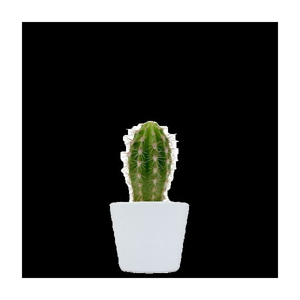 Plante en pot céramique personnalisable Ø7 cm – Goodies d’entreprise pour communication et accueil collaborateurs