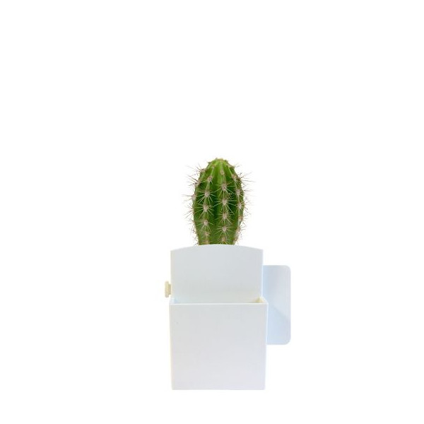 Plante Ø6cm en pot ABS avec billes d’argile – décoration bureau ordinateur – emballage papier kraft