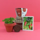 Kit de plantation personnalisable en terre cuite Ø6cm – Goodies écologiques pour entreprises et événements