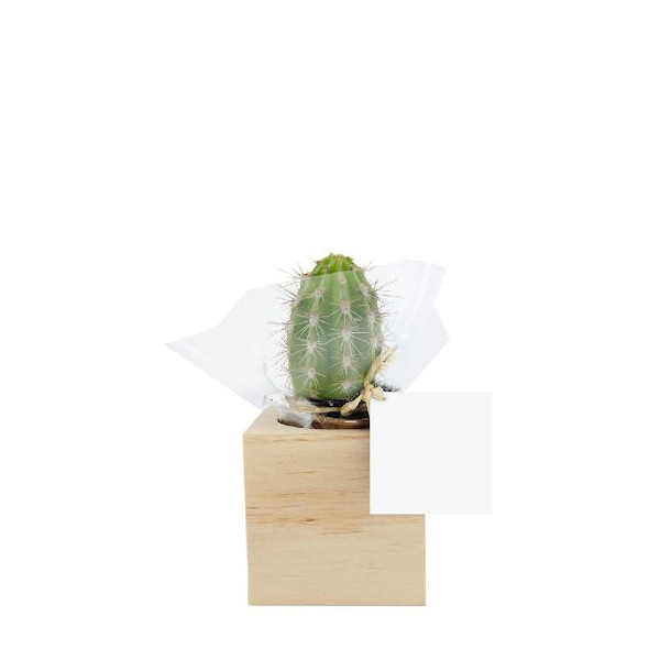 Cube bois plante personnalisable – Cadeau d’entreprise écologique et original | BCM Goodies