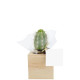 Cube bois plante personnalisable – Cadeau d’entreprise écologique et original | BCM Goodies
