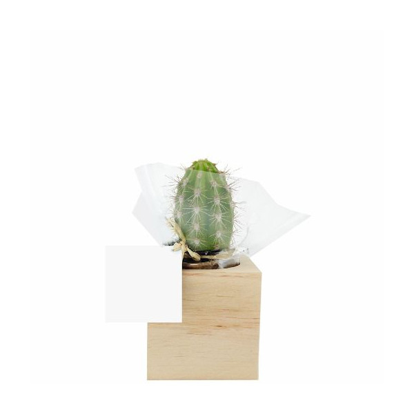 Cube bois plante personnalisable – Cadeau d’entreprise écologique et original | BCM Goodies