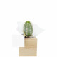 Cube bois plante personnalisable – Cadeau d’entreprise écologique et original | BCM Goodies