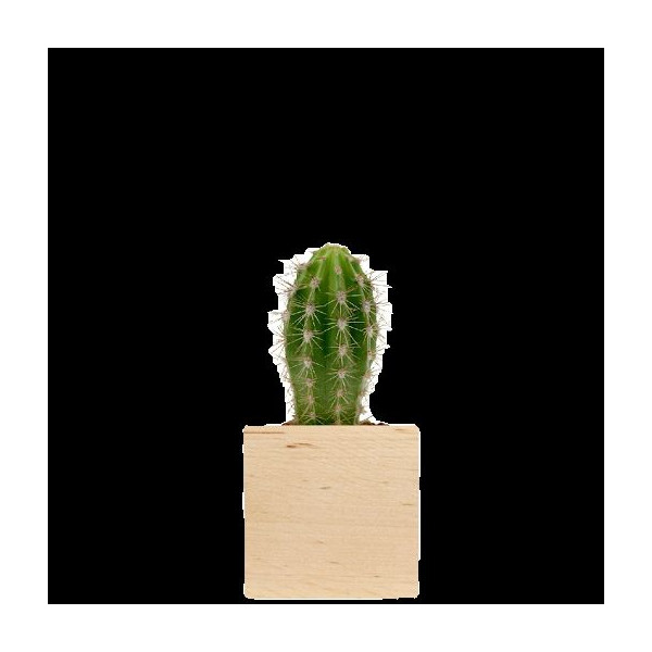 Cube bois plante personnalisable – Cadeau d’entreprise écologique et original | BCM Goodies