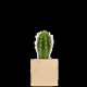 Cube bois plante personnalisable – Cadeau d’entreprise écologique et original | BCM Goodies